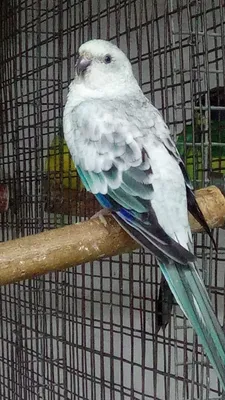 Певчий попугай: фото, описание вида, цена, уход, содержание и отзывы о  синелицый певчих попугаях
