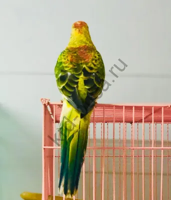❗️Под заказ❗️Певчий попугай Певчие попугаи – птицы мелкого размера, длина  тела колеблется от 26 до 28 см. Они имеют длинный ступенчатый… | Instagram