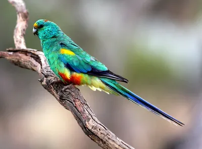Атласный певчий попугай, молоденький, будет намного: 3500 KGS ᐈ Птицы |  Бишкек | 67284984 ➤ lalafo.kg