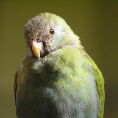Красноспинный певчий попугай - 53 фото