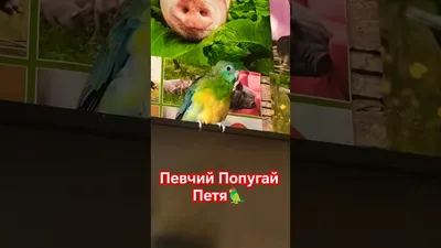 Певчий Попугай,Самец, 1.5 года активный и готовый к размножению - Доска  бесплатных объявлений Mur.tv