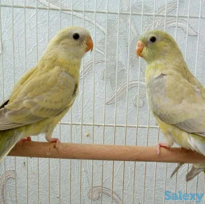 Певчий попугай новая мутация самцы