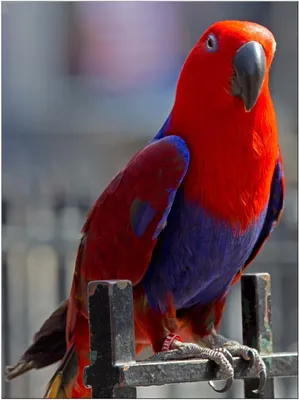 Певчий попугай Петя. #попугай #певчийпопугай #птица #рек #рекоминдации  #шортс #певчиептицы #питер - YouTube