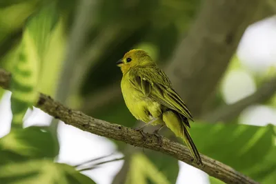 Краски лета в мире больших попугаев и певчих птиц | Animalcity.by