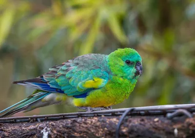 Певчие попугаи (41 лучших фото)