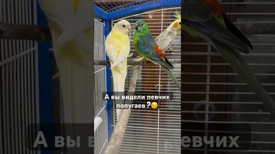 Отзыв о Выставка \"Мир больших попугаев и певчих птиц\" (Беларусь, Минск) |  Ребенка не заинтересовала выставка, а мне понравилась