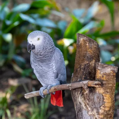 Серый попугай Жако купить в Москве по доступным ценам из питомника.  Интернет зоомагазин Malinki ZooStore.