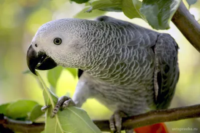 Ручной серый попугай Жако - «Фиджет»