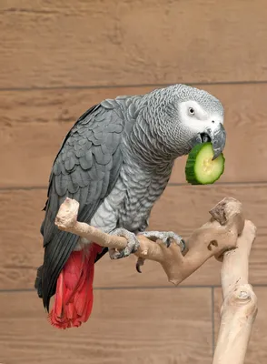 Попугай жако считается лучшим имитатором среди других попугаев. Купить попугая  Жако в Минске