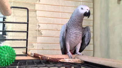 Говорящий попугай ЖАКО разговаривает, очень любит своего хозяина! - YouTube