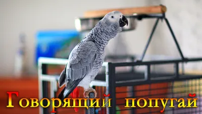 Говорящий попугай жако - стоит ли заводить? | По секрету - всему свету |  Дзен
