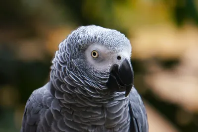 Говорящий попугай жако - стоит ли заводить?