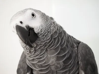 Купить попугая жако: Все, о чем вам нужно знать. | Винчи: Говорящий попугай  | Дзен