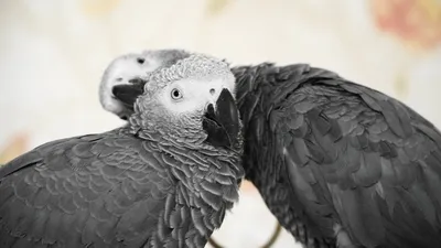 Вчера вечером улетел попугай Жако, по кличке Гоша (на Жору тоже может  откликаться). Патруши, Окружная, полетел в сторону Экспериментального… |  Instagram