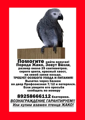 Попугай жако считается лучшим имитатором среди других попугаев. Купить попугая  Жако в Минске