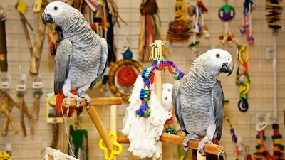 Экзотические попугаи: серый африканский попугай жако, красноспинный ара,  солнечные аратинги - YouTube