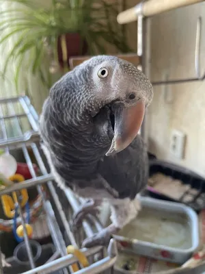 Серый попугай жако - «Лучший друг и хозяин дома) легок в уходе и прекрасно  украшает дом.» | отзывы