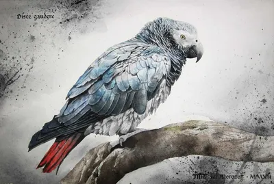 Попугаи жако выкормыши в Москве - «Фиджет»