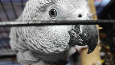 Говорящий попугай Жако. | Мой волшебный мир | Дзен