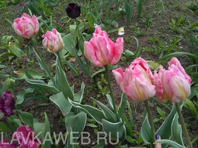 Тюльпан попугайный розовый, листья с розовой каймой, Тюльпан попугайный  розовый в интернет-магазине недорого, Тюльпан попугайный розовый в Калуге  Тюльпаны Интернет магазин Садовая лавка, товары для садоводов