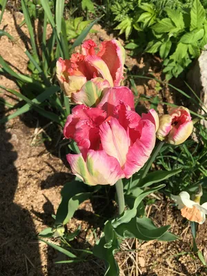Попугайные тюльпаны фото фотографии