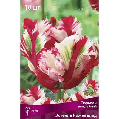 Луковицы тюльпана Рай - 4шт. - Тюльпаны . Купить тюльпаны