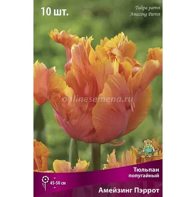 Купите Тюльпаны попугайные Пернатый (микс 10шт) 🌹 из питомника Долина роз  с доставкой!