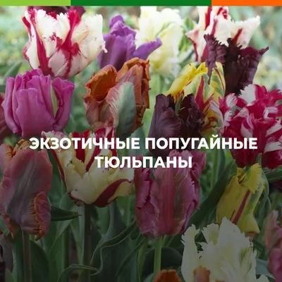 Тюльпан попугайный Амейзинг Пэррот (10 шт.) из каталога Тюльпаны – купить с  доставкой по Москве и России в Onlinesemena