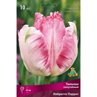 Тюльпан Гарден Файр (Tulipa Garden Fire) - Тюльпаны Попугайные - Тюльпаны -  Луковичные - Каталог - Kamelia-gardens.ru