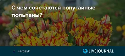 Тюльпан Giant Parrot (Джайнт Пэррот)🌷 - купить луковицы и клубни в Украине  | FLORIUM.UA✓