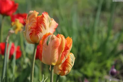 Тюльпан \"Orange Rococo\" купить в питомнике растений с доставкой по Липецку  и Липецкой области, луковицы, выращивание, посадка, уход
