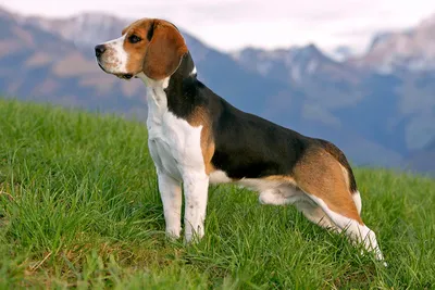 Самые известные и популярные породы собак | ВКонтакте