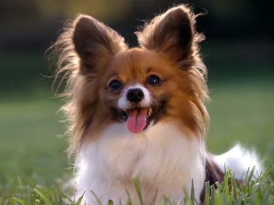 Самые маленькие породы собак: от йорка до ши-тцу» — создано в Шедевруме