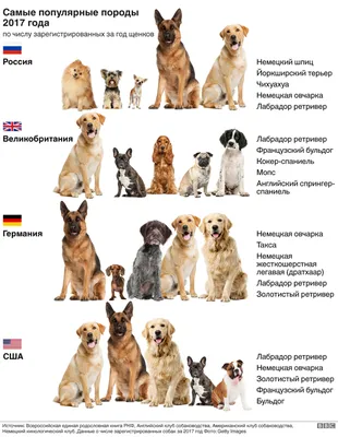 Породы собак для квартиры: маленького, среднего и крупного размера
