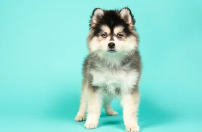 Мелкие породы собак: как выбрать питомца, подходящего для вас