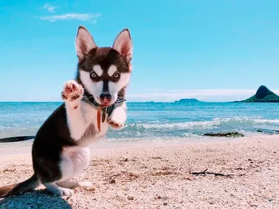 Маленькие собаки для 🐕 небольшой квартиры: лучшие породы миниатюрных собак  - Гульдог