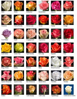 Популярные сорта роз фото фотографии