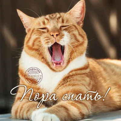 Прикольные открытки \"Спокойной ночи!\" (229 шт.)