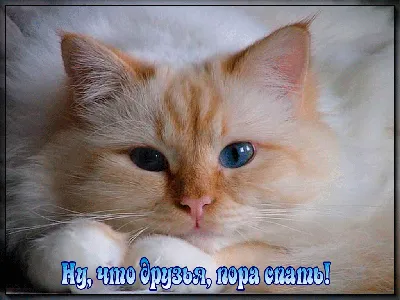 Пора спать... Спокойной ночи! картинки, фото, стихи в открытках - Пожелания  доброй ночи своими словами в картинках | Открытки, Спокойной ночи, Ночь