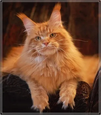 Мейн-кун: красивые кошки на каждом фото