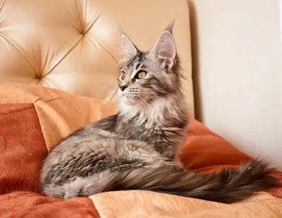 Изображения мейн-кун: неподражаемая красота кошачьего мира