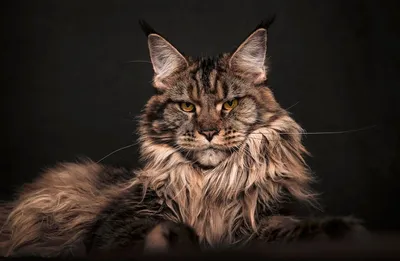 Фото мейн-кун: крупные кошки в объективе