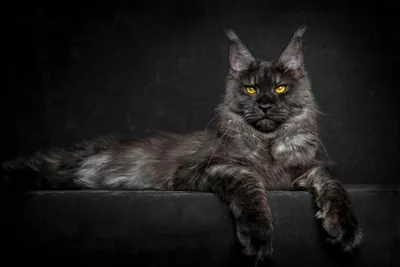 Мейн-кун: воплощение красоты в кошачьем мире
