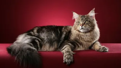 Картинки мейн-кун: великолепные снимки этих прекрасных кошек