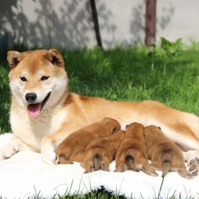 Американская акита: описание 🐕 породы, характер, внешность, фото