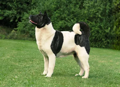 Американская акита: фото, характеристика и описание породы | Royal Canin