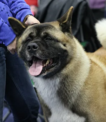 OUR DAMs ::: СУКИ ::: Американская Акита ::: - American akita ALL FOR  ALMIGHTY kennel ::: Американская Акита пи… in 2023 | American akita dog,  Japanese akita, Akita dog