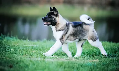 Американская акита собака: фото, характер, описание породы