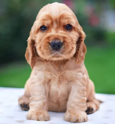 Порода собак английский кокер спаниель фото фотографии