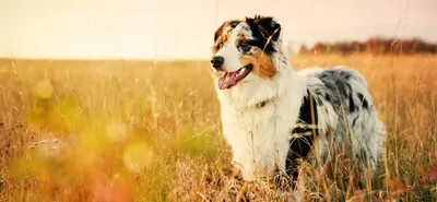 Австралийская овчарка (Аусси) - фото, щенки и описание | Порода и  характеристика | Pet-Yes